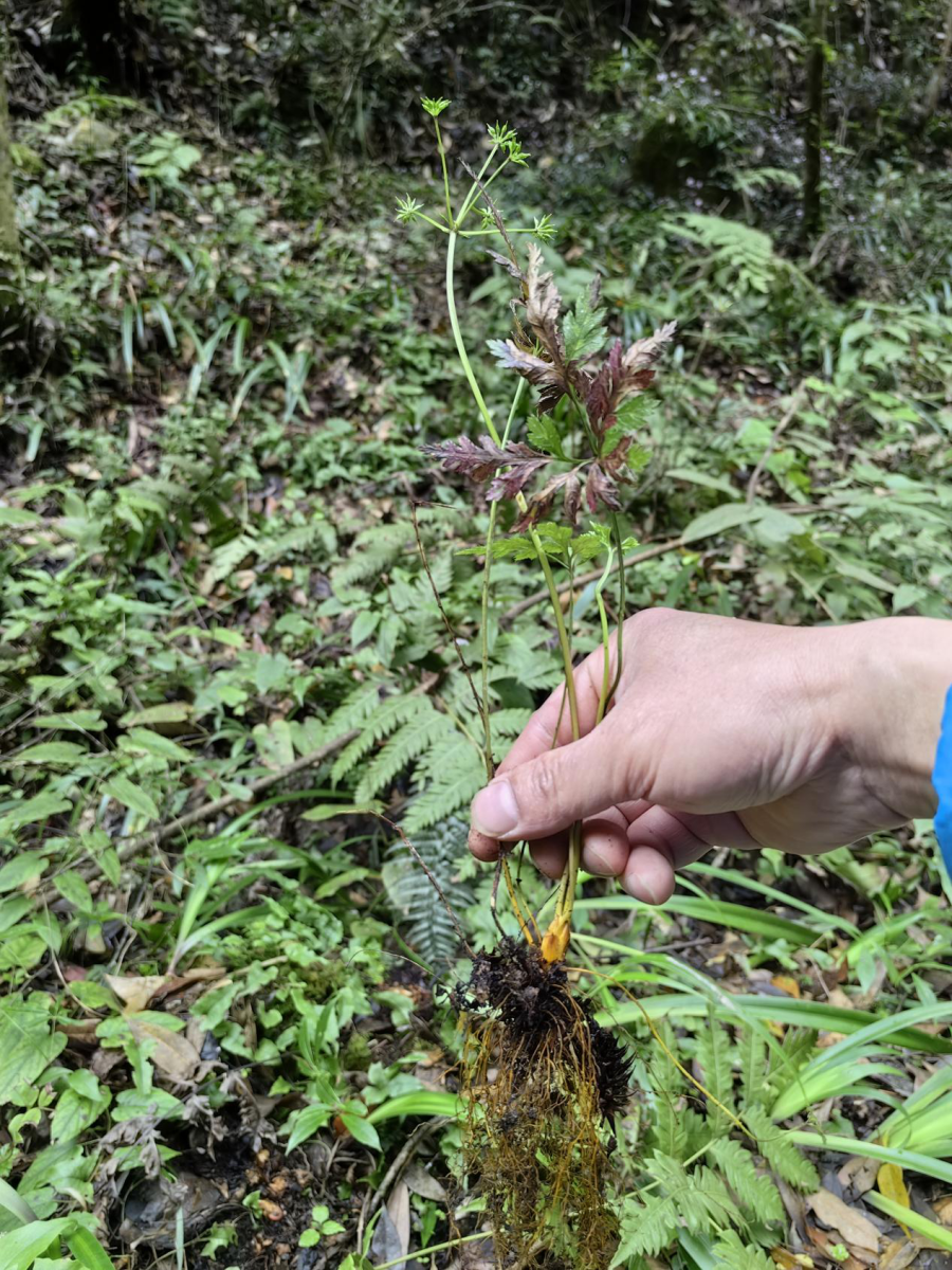 国家二级保护植物黄连现身重庆阴条岭