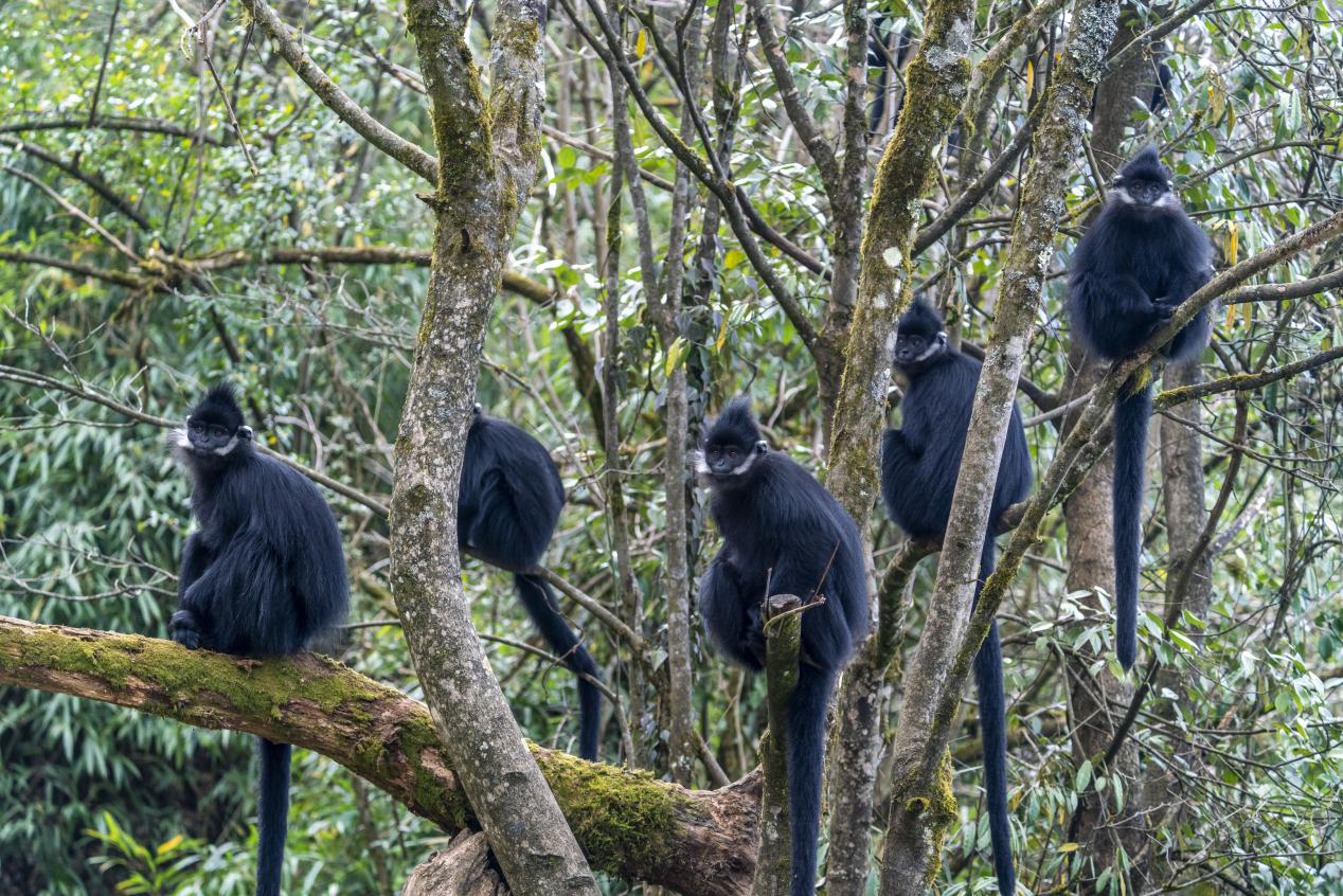重庆金佛山多举措做好黑叶猴种群保护