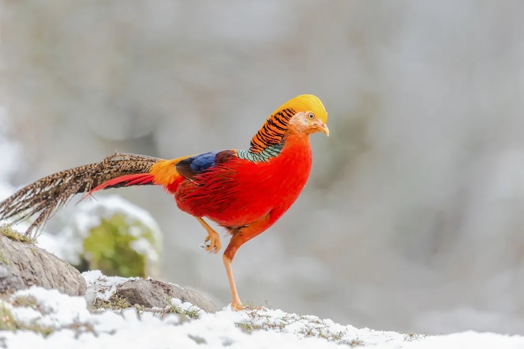 重庆发布:重庆这些珍稀濒危野生动植物,实现恢复性增长_媒体报道_重庆